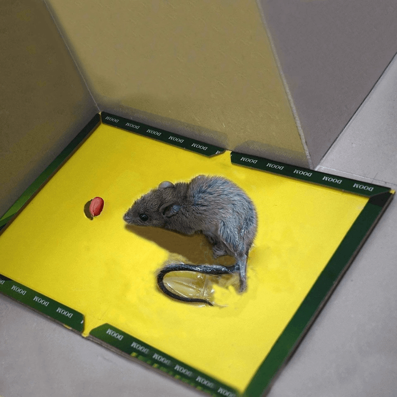 Durable Mouse Trap Pack of 10 - Effective Glue Sticky Traps for Rodents