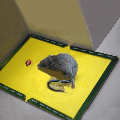 Durable Mouse Trap Pack of 10 - Effective Glue Sticky Traps for Rodents